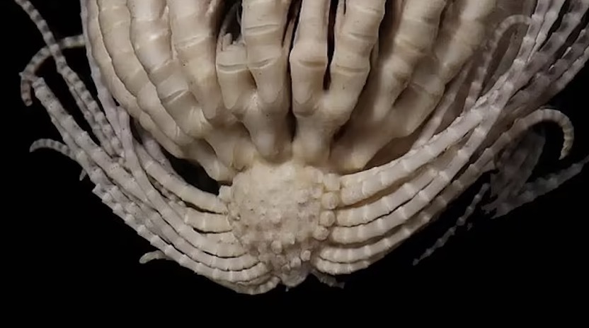 科学家在南极发现有20只触手海怪这史前生物般的诡异画风啊