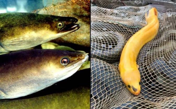 福建男子钓获黄金鳗鱼,鱼身似镀金!网友出30万想买