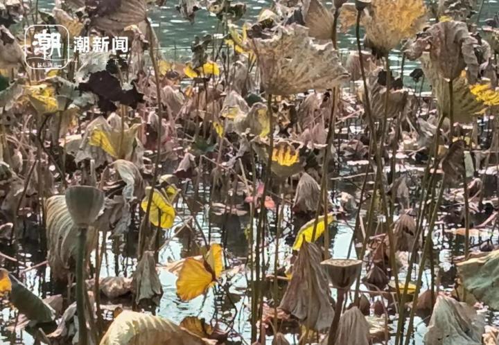 明起降息！20万存3年，利息将少1800元，我们该怎么存钱？_腾讯新闻