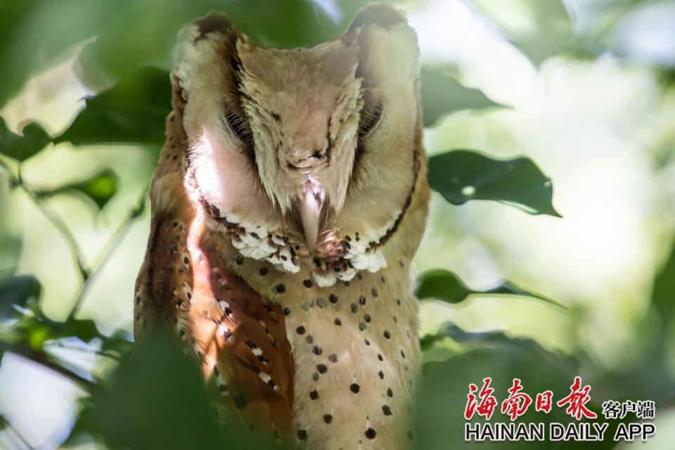 国家二级保护动物栗鸮在东方城区首次被记录_腾讯新闻