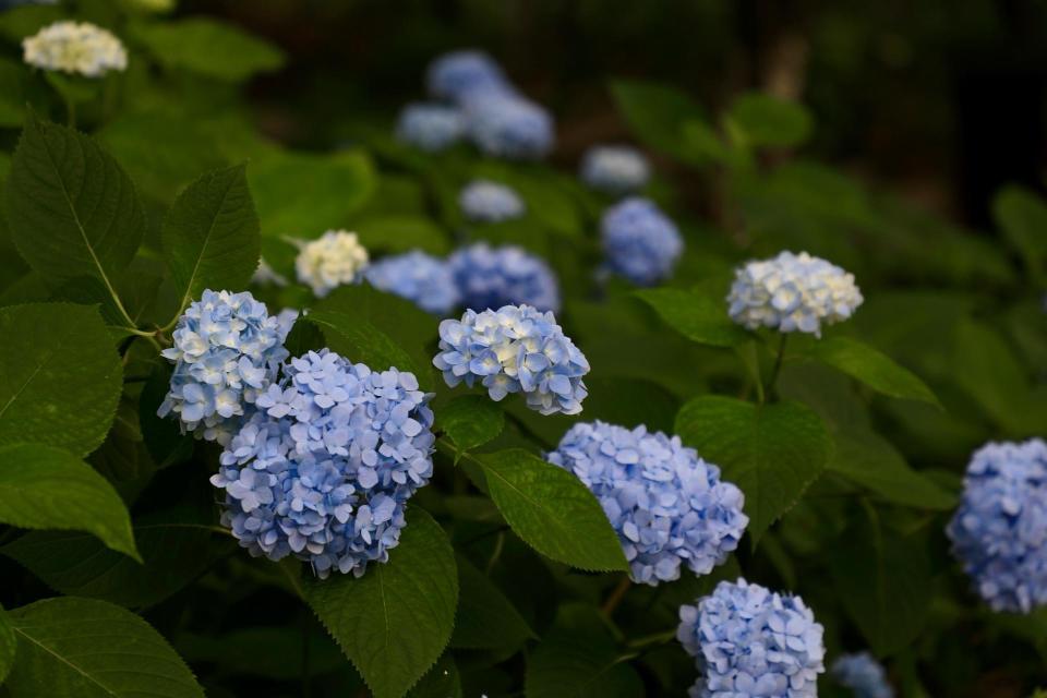 湖南省植物园"夏之恋"来了,绣球花,惠民演出,科普研学活动一个都不少