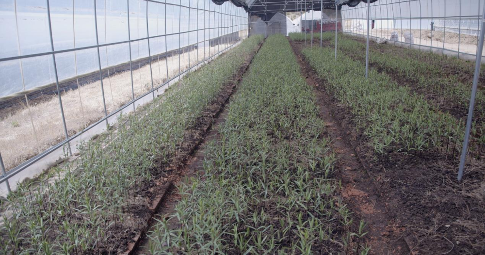 青羊区对口支援工作队举行得荣县村集体经济投资浪川.