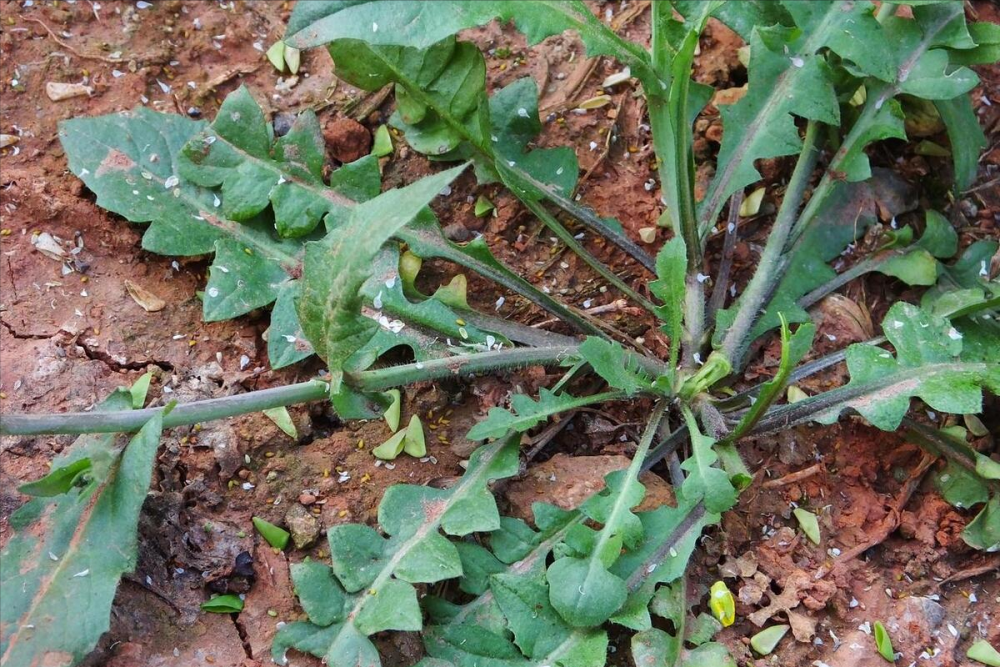 荠菜被称为春菜之王,是春季最为常见的野菜