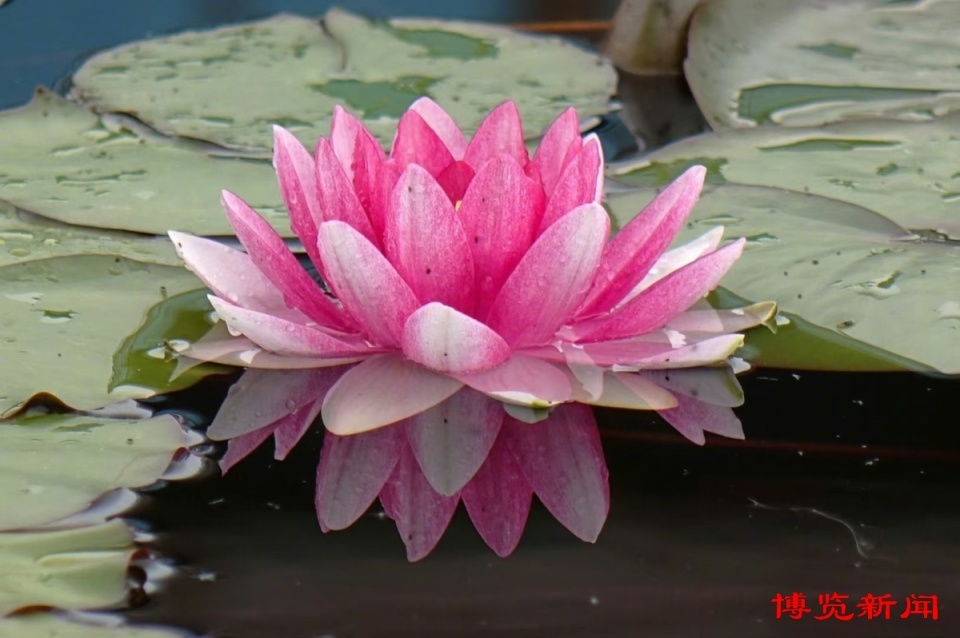 博览组图︱红莲湖 夏日莲花如仙子