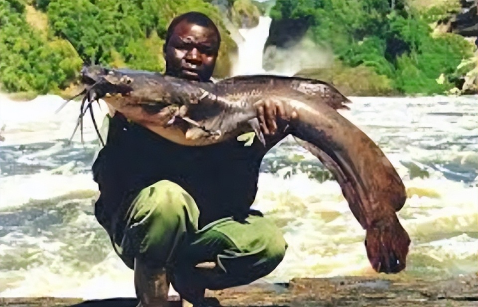 男子花5000元购买非洲的鲶鱼,网友:不就是埃及塘鲺?