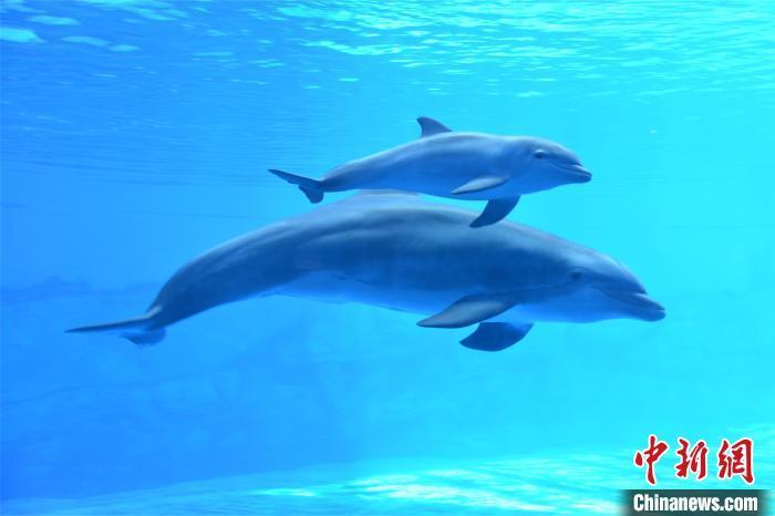 海南新生宽吻海豚已满月 状态健康活泼胆子大