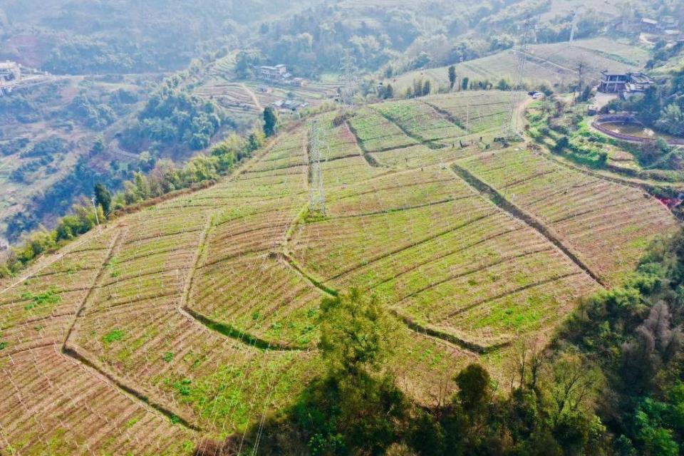 政府搭台科技赋能智慧大棚助力重庆涪陵葡萄产业新发展