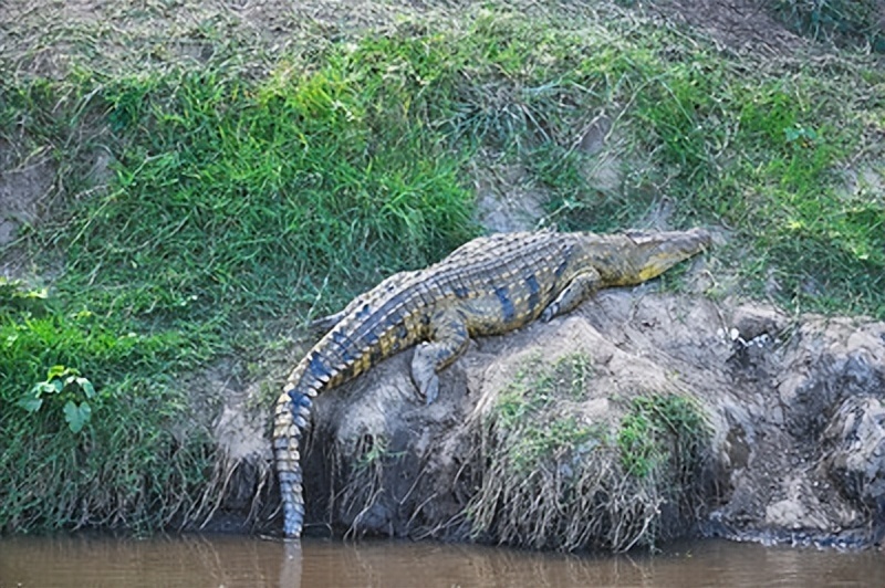 长江武汉段发现多只鳄鱼,对人类有无威胁?到底从何而来?