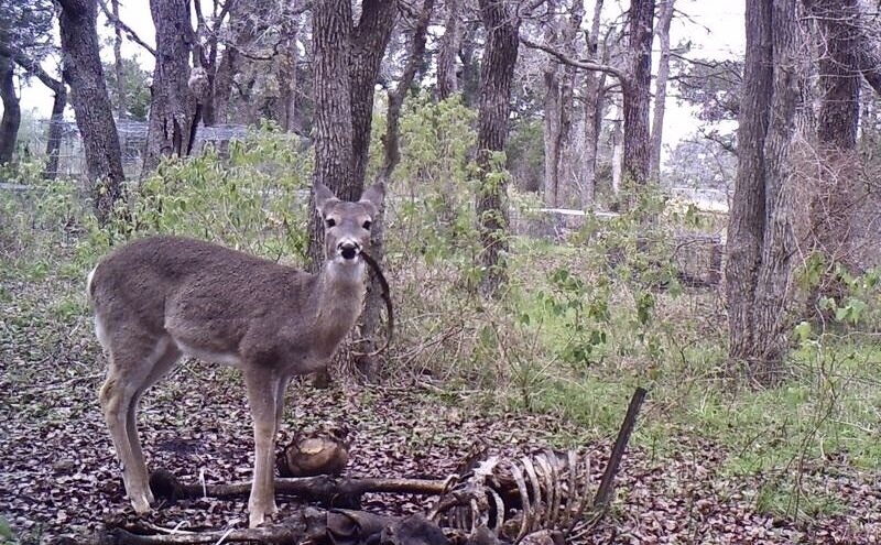 新西兰马鹿吃整只兔子引热议,鹿为何突然开荤?