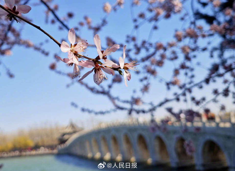 美桃花辉映颐和园十七孔桥