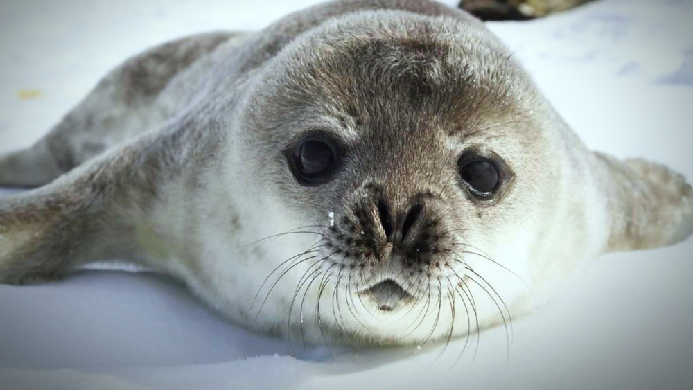 斑海豹幼崽白色的胎毛在冰雪的环境中是一种保护色