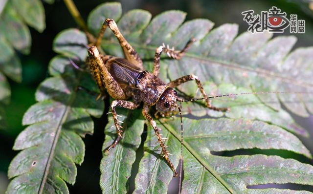 万花瞳 | 夜观缙云山"小精灵"