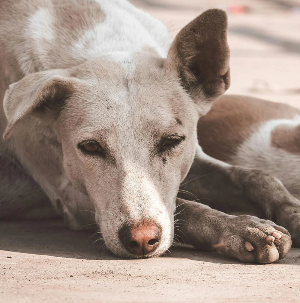 印度出口商游说印度央行降低卢比汇率以抵消美国关税-腾讯新闻