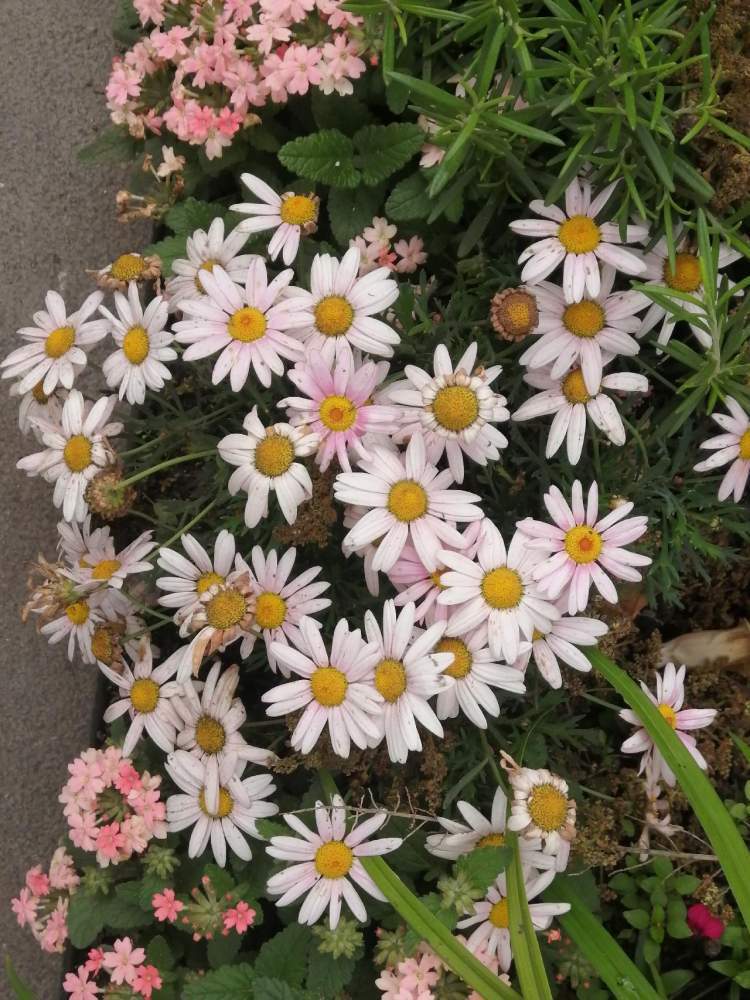 百花盛开的日子_腾讯新闻