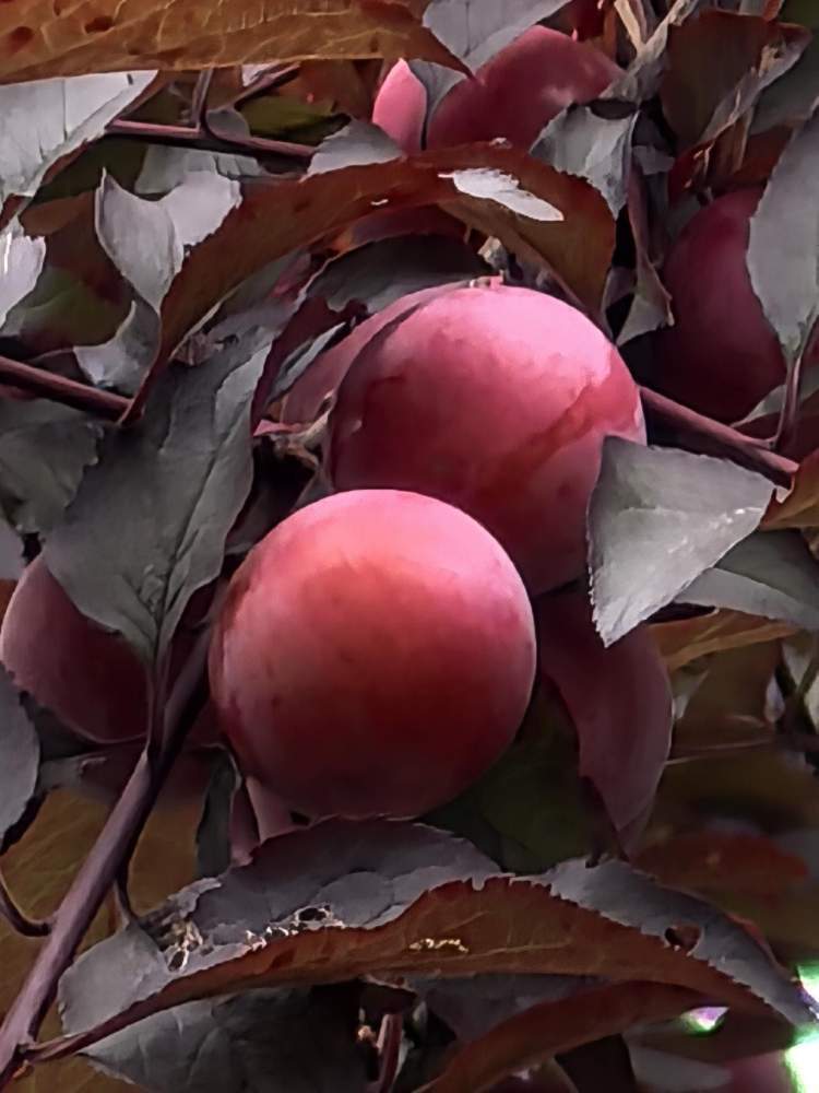夏日紫叶李的硕果.