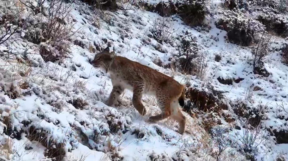 青海德令哈发现“狼猫”，在雪地中嬉戏被拍下，眼神犀利而警觉_腾讯新闻
