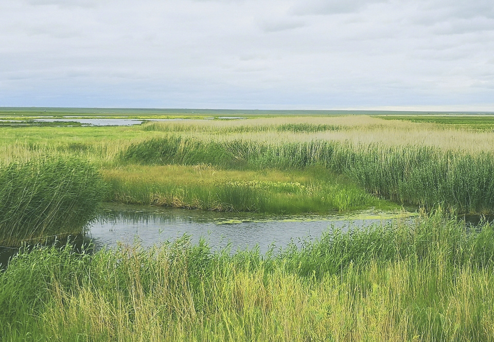 行摄大草原:辉河湿地