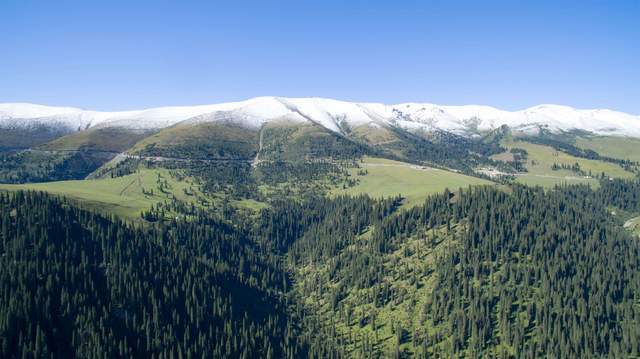 关于天山的植被分布,为什么天山北坡有云杉林分布,而南坡没有?