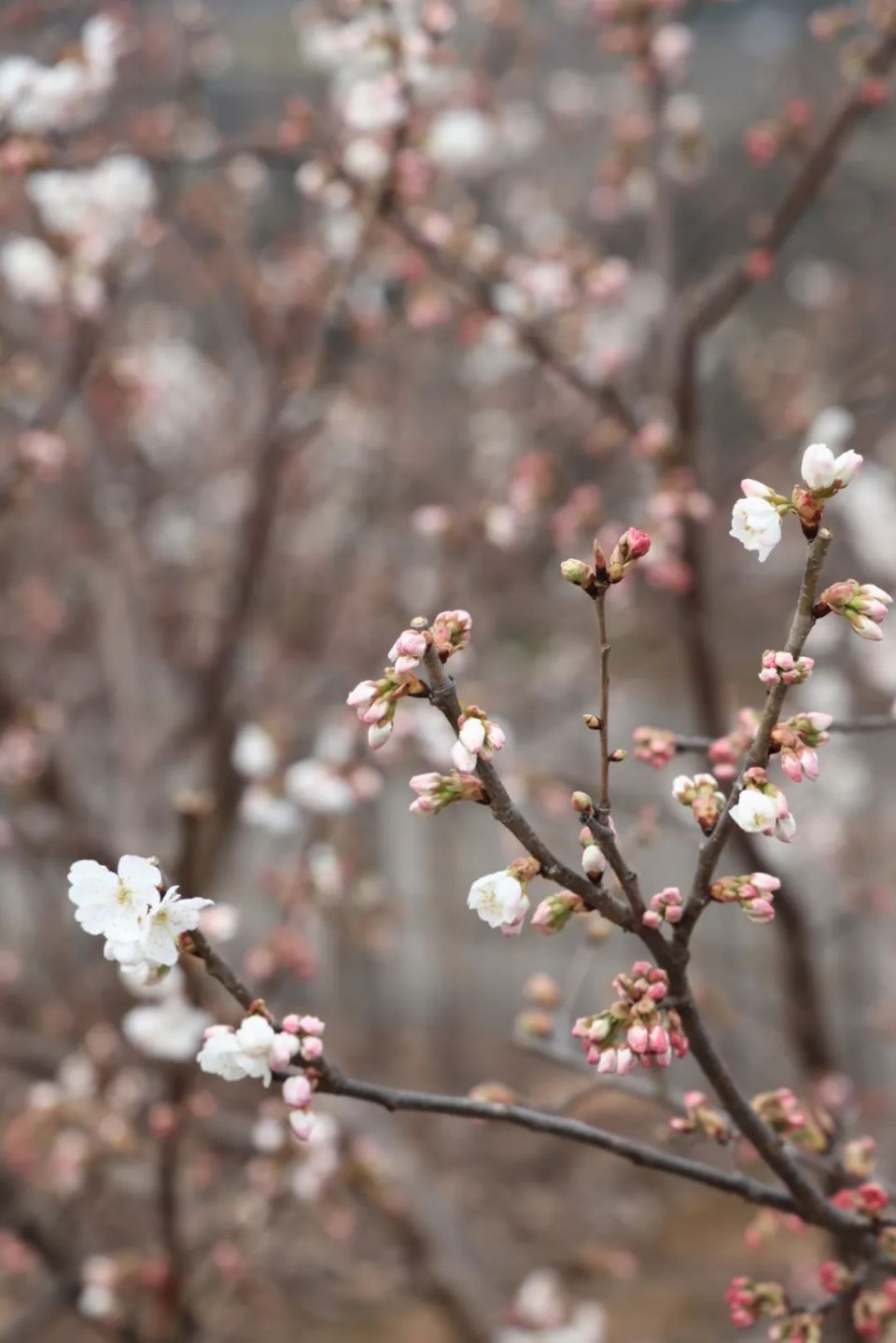 周末到崇州看樱桃花去