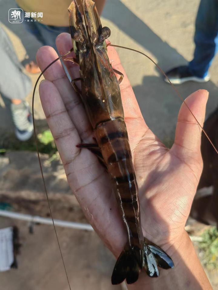 这里的虾无限回购养虾高手在台州