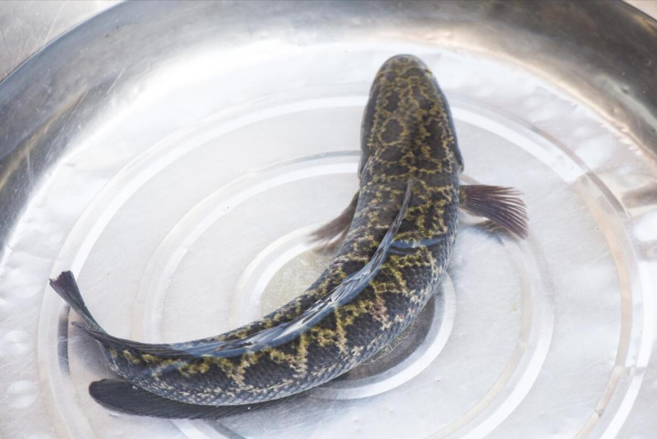 钓友评选"10大好吃"的淡水鱼,品种小众,网友:一大半都没吃过_腾讯新闻