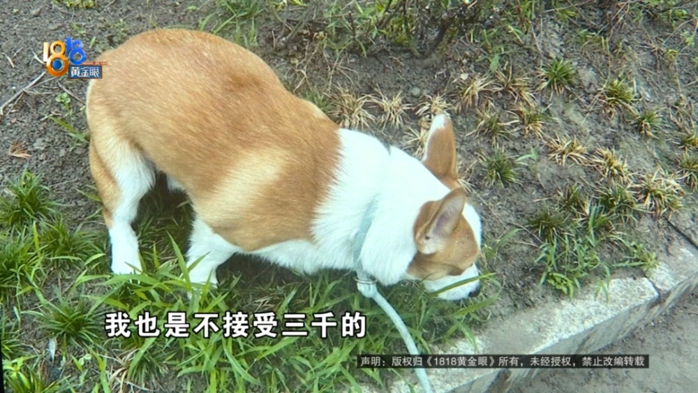 寄养"柯基"闯大祸!这钱,犬主该赔吗_腾讯新闻