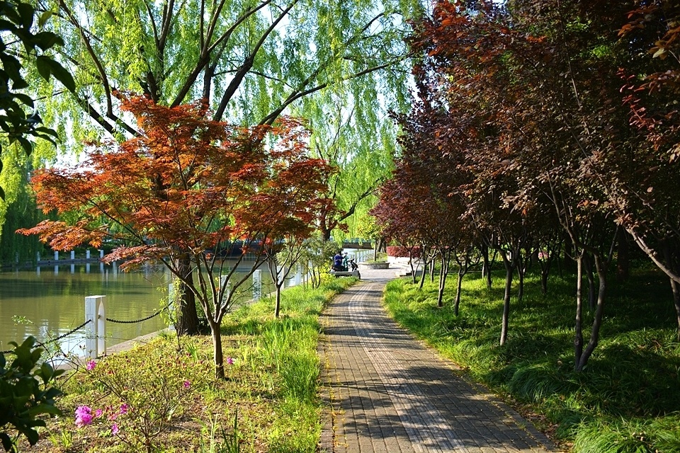 初夏的思贤公园光影