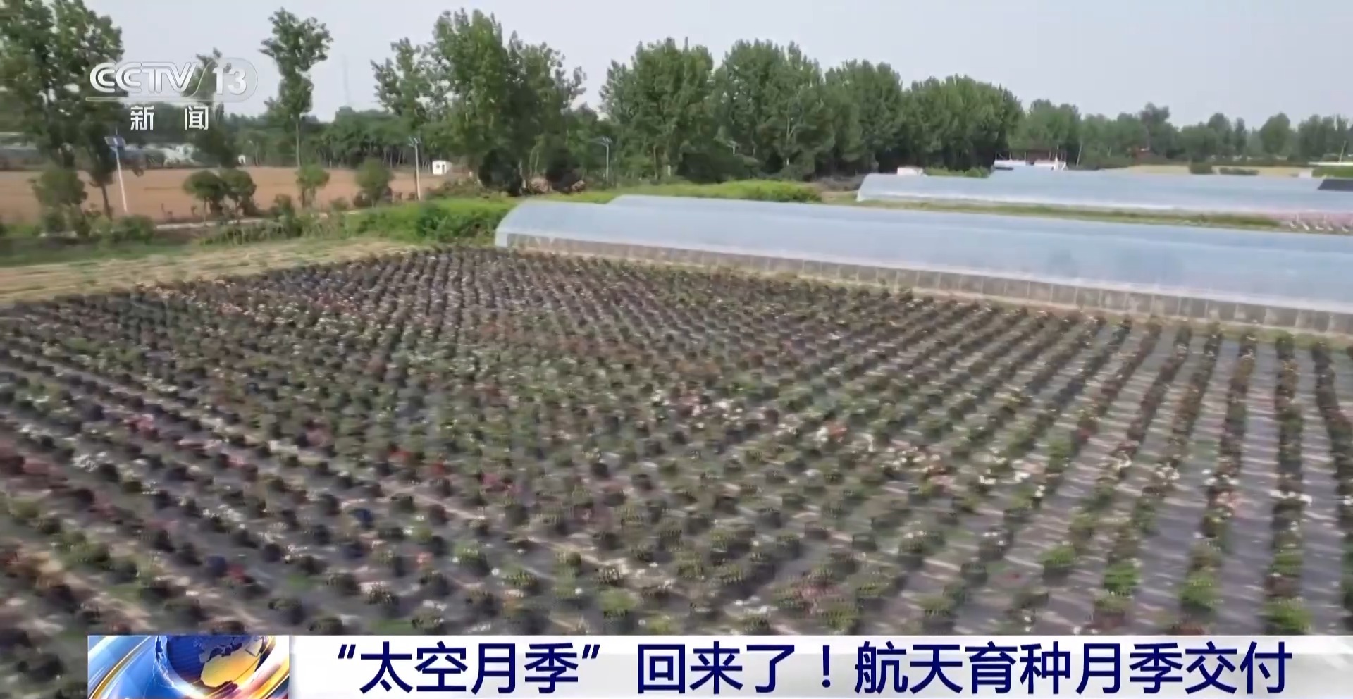 “太空月季”回來了！首批航天誘變月季種子交付南陽 - 