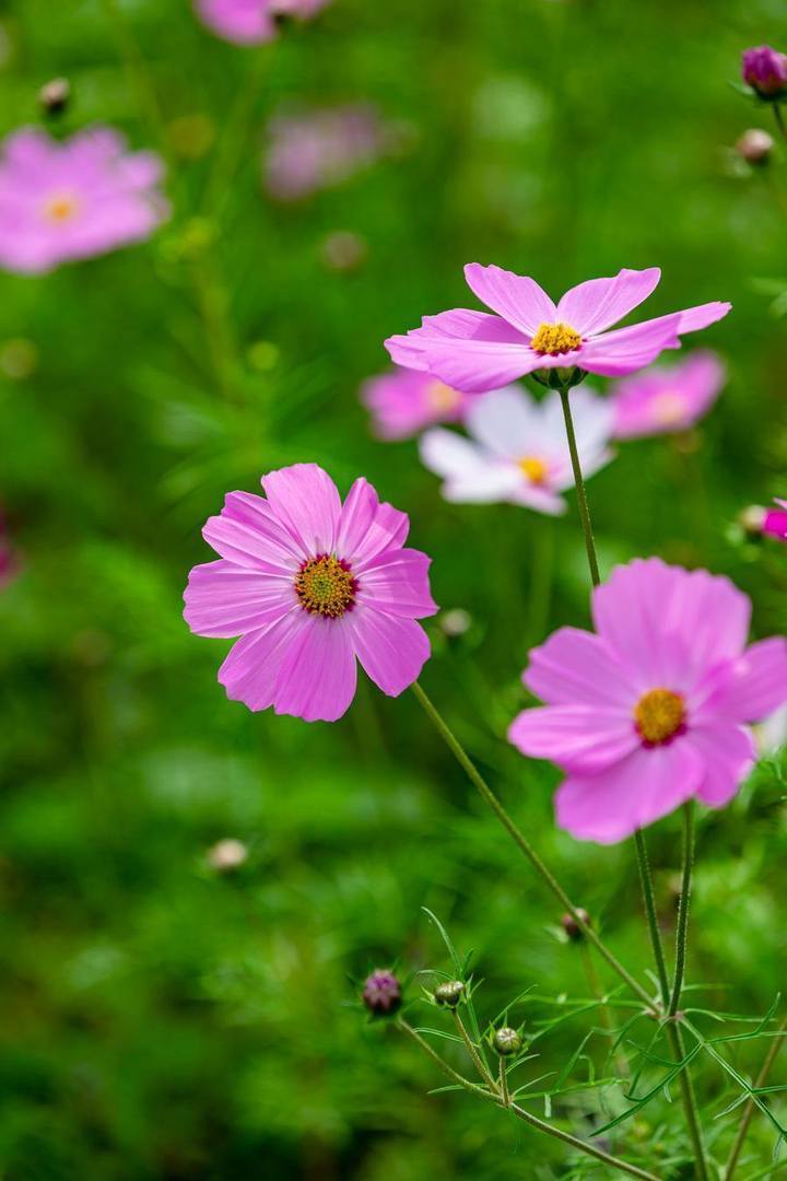 晚潮|格桑花开在杭州