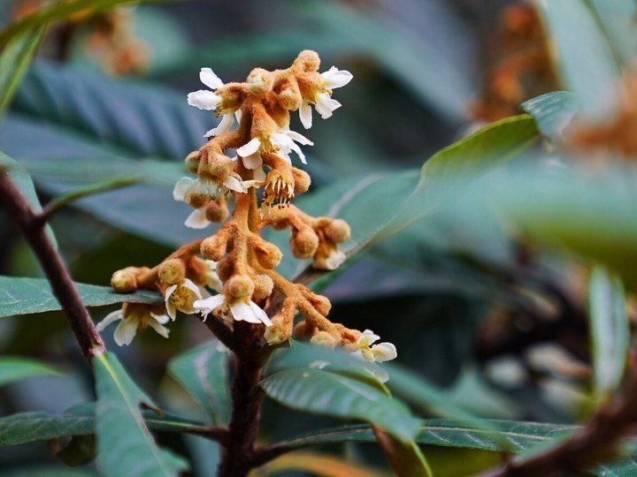 晚潮|初夏,枇杷满树黄