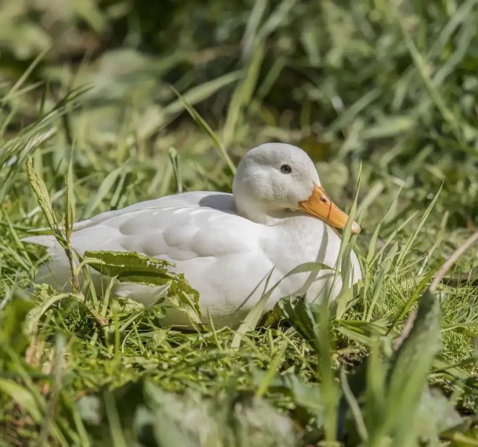 南京成就了鸭子,鸭子喂饱了南京
