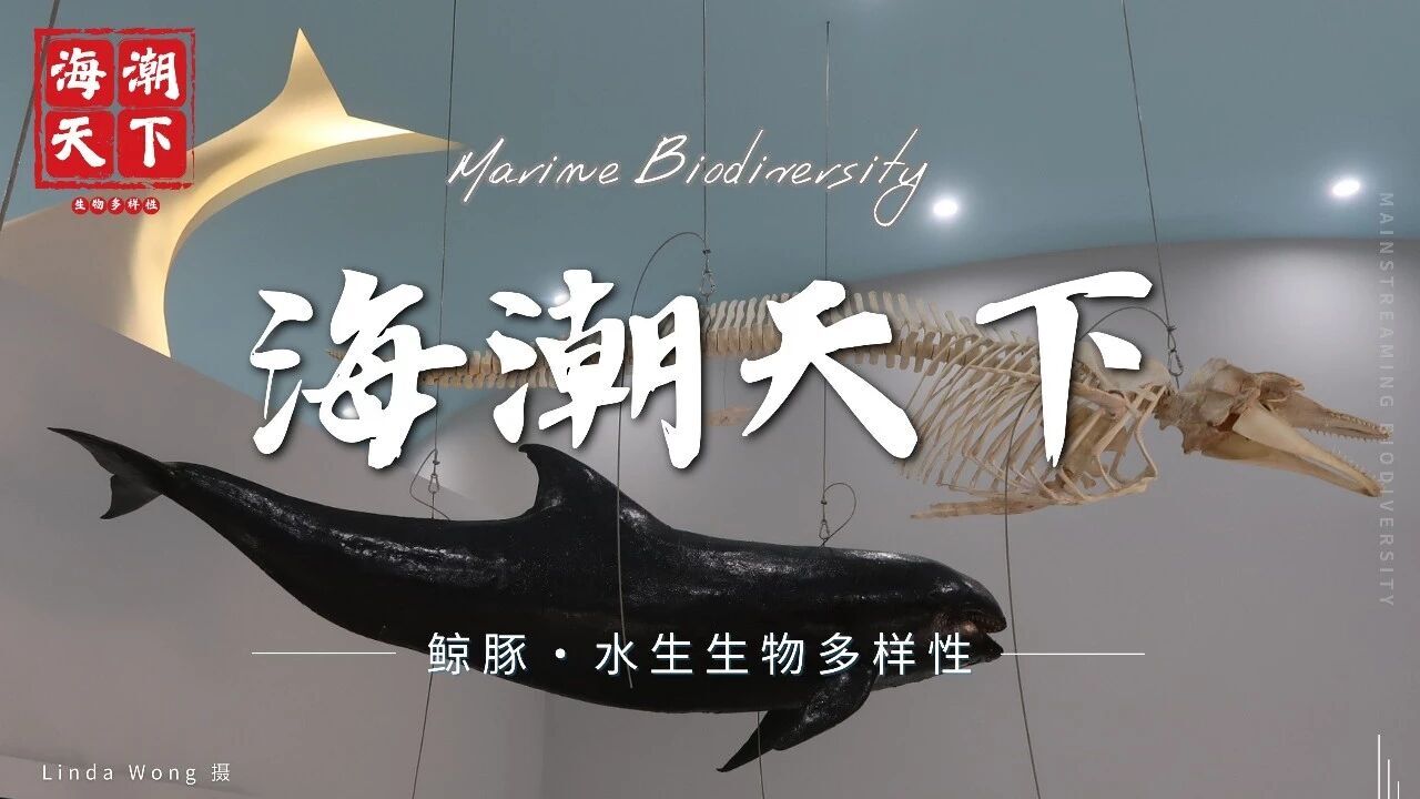 鲸鱼那层脂肪，曾点亮了西方300年-腾讯新闻