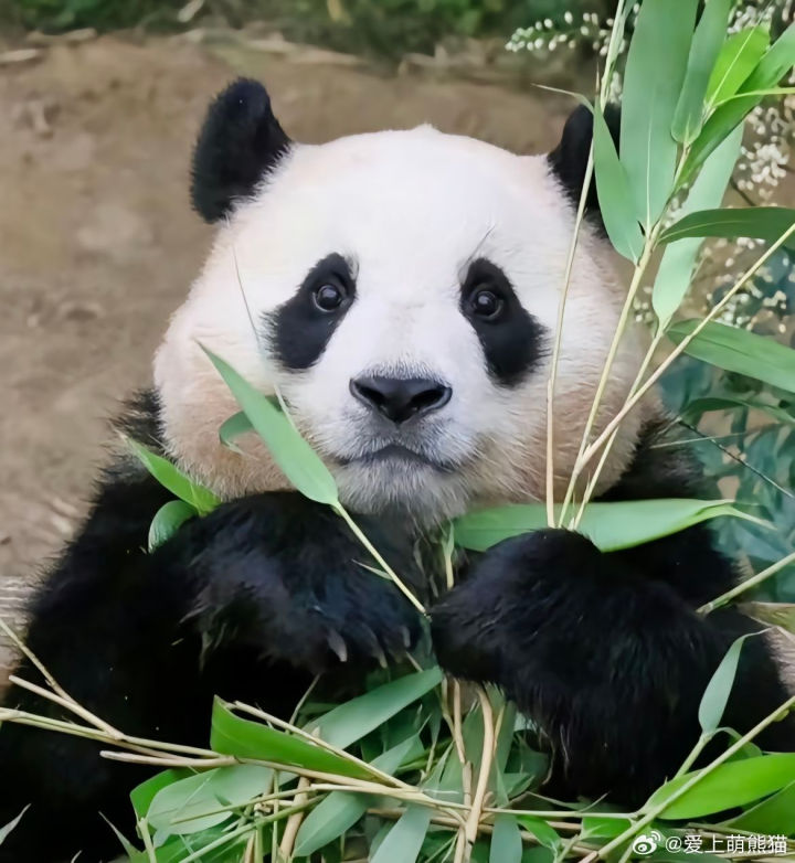 大熊猫"福宝"即将回国,饲养员发文告别:这样熊生才能幸福