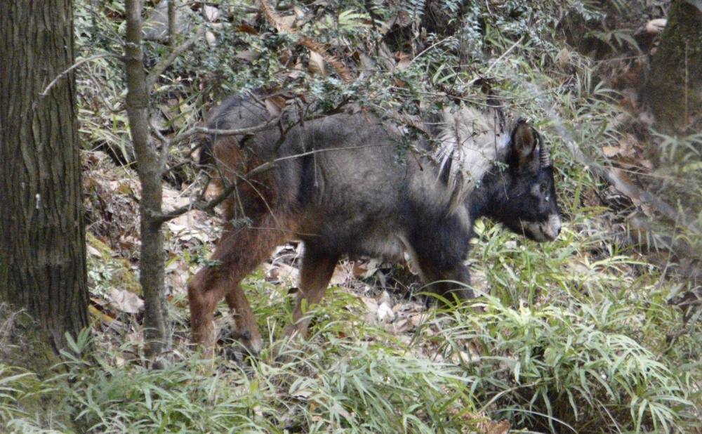 中华鬣羚闯入宁波一民宅,它为何被誉为"天马"?陡崖熊口逃生有绝招_腾