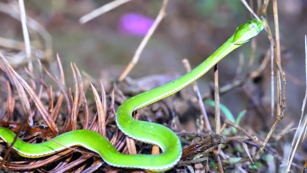 剧毒竹叶青蛇盘踞腾冲一寺院,住持惶恐消防"收伏",捕猎精通热成像