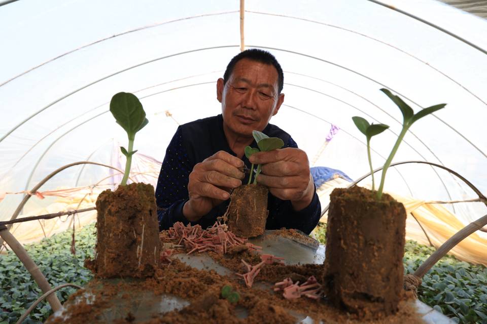 威海市临港区蔄山镇葫芦苗上长出大西瓜