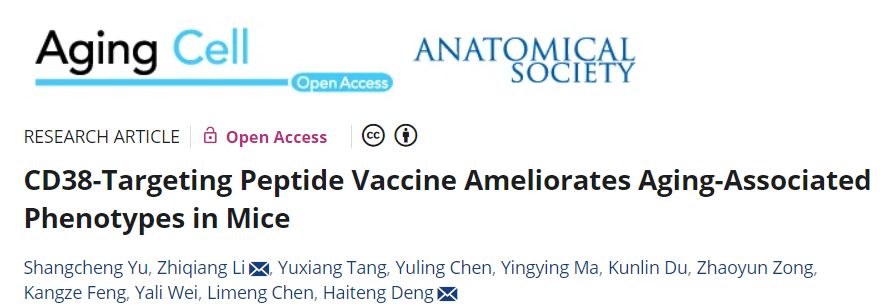 清华大学科学家发现新型抗衰老疫苗？能改善小鼠衰老相关衰退