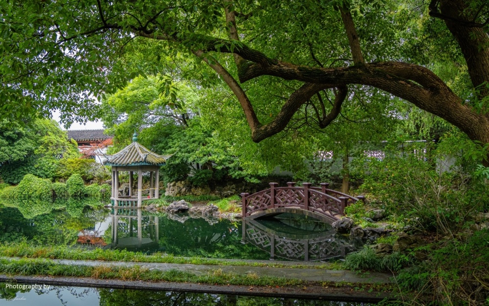 无锡蠡园雨后赏荷