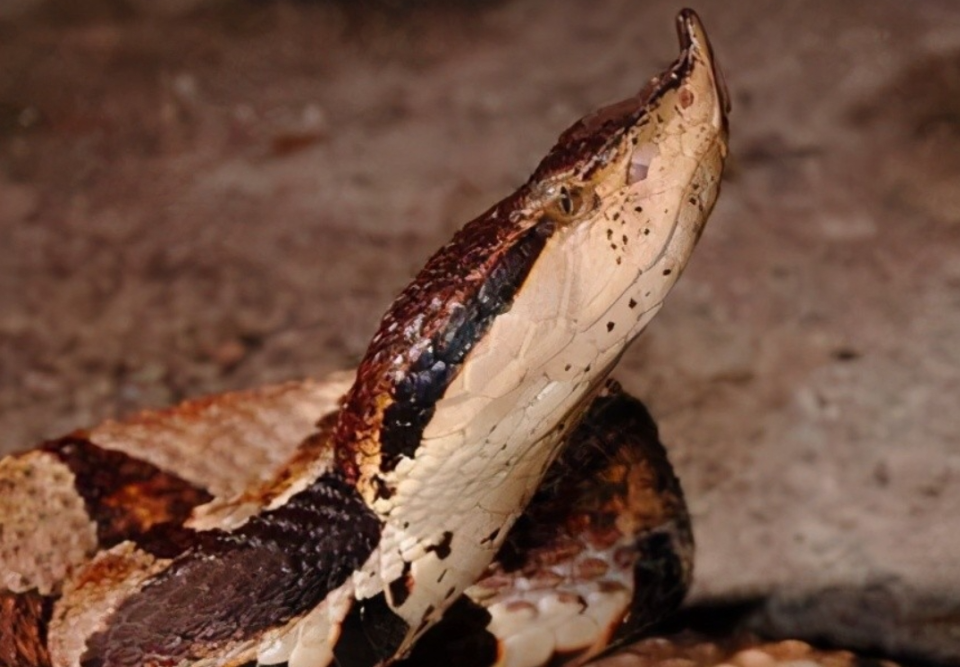 剧毒原生蝮蛇奉贤田野里有很多!