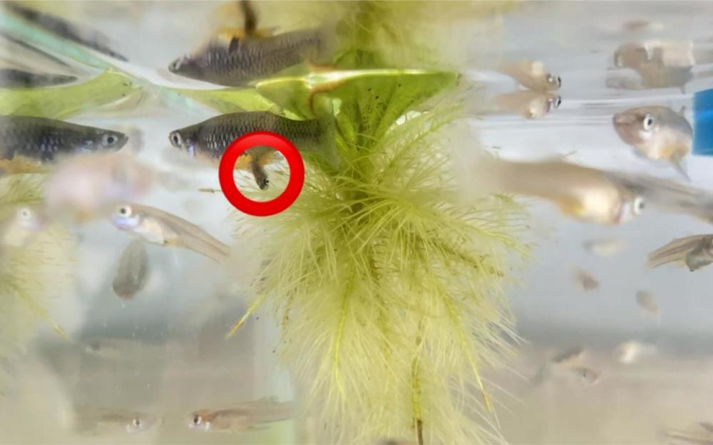 它是灭蚊小能手带你了解食蚊鱼