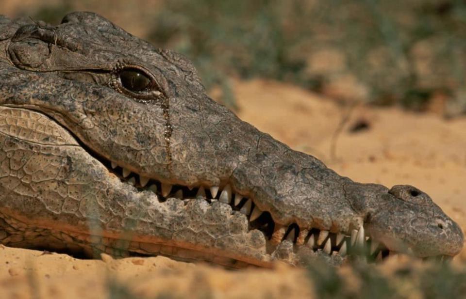 布林肯又泪目了看到加沙死婴想到自家娃表情帝一边伤心一边拱火