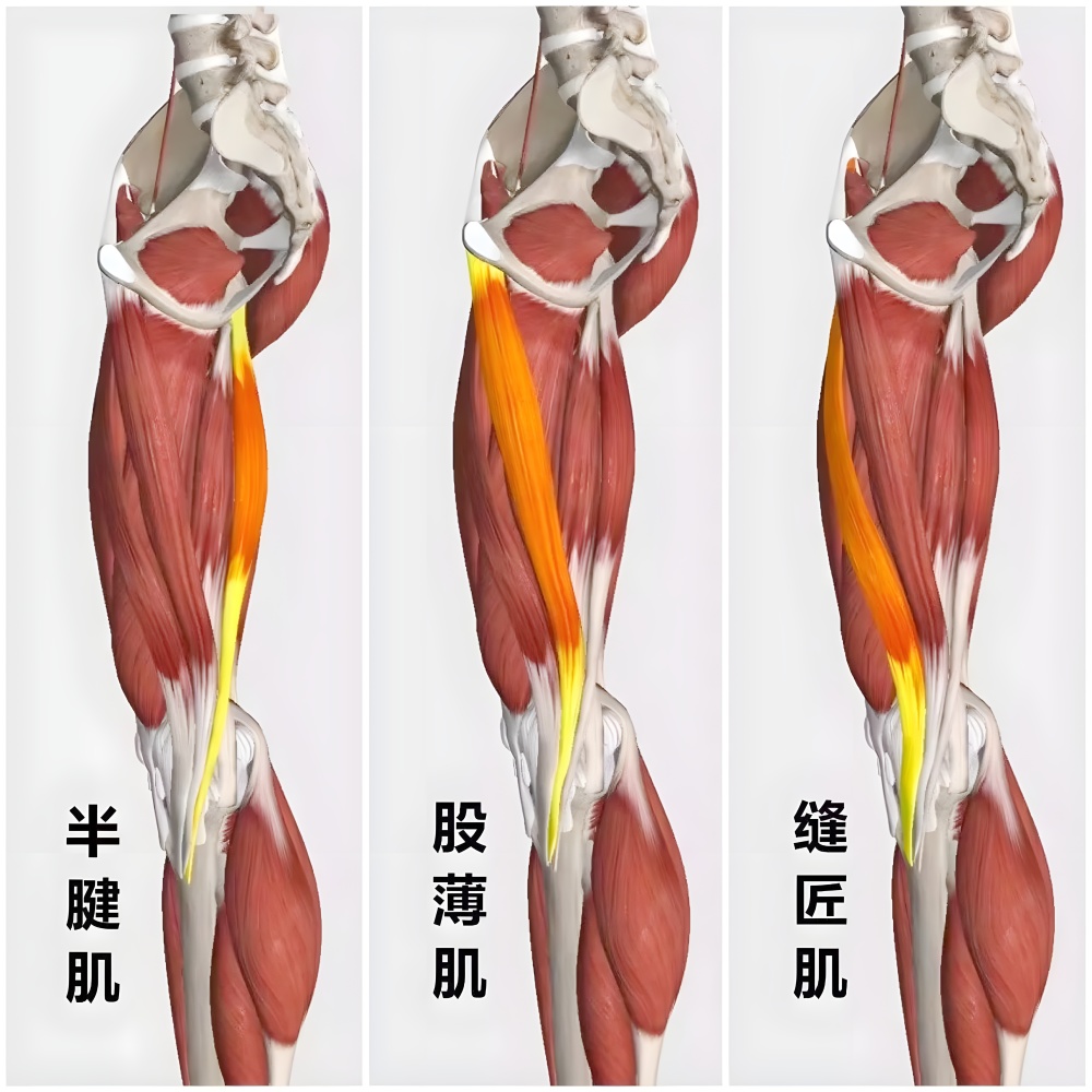 有三条肌肉的肌腱交汇形成独特的结构