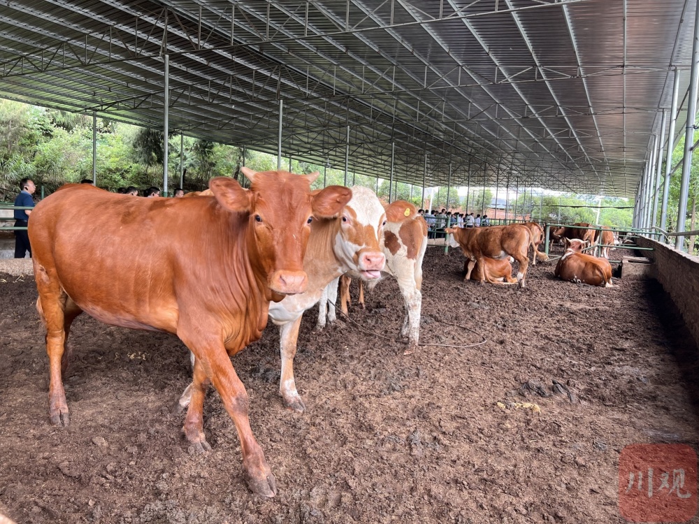 市场解码丨牛肉价格持续下行,养牛大省还稳得起吗?