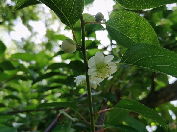 大籽猕猴桃开花啦,这种珍稀濒危植物你见过吗