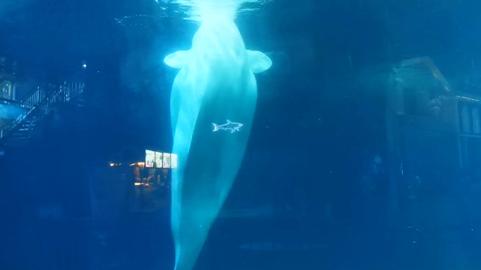 网友拍到北京海洋馆白鲸长时间尖叫,口技大师的正常叫声有多美妙?