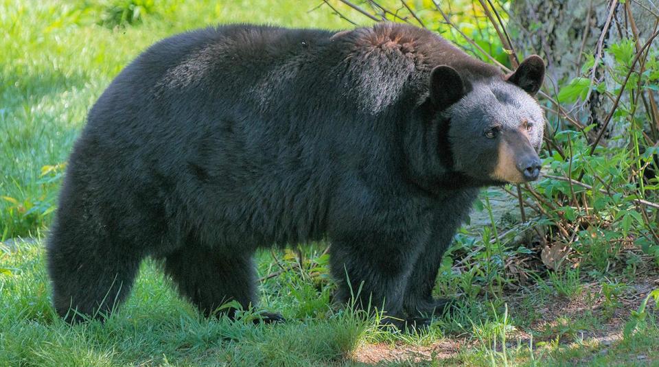 当初欧洲殖民者的到来使得大量美洲黑熊被猎杀,种群数量一度锐减,到了