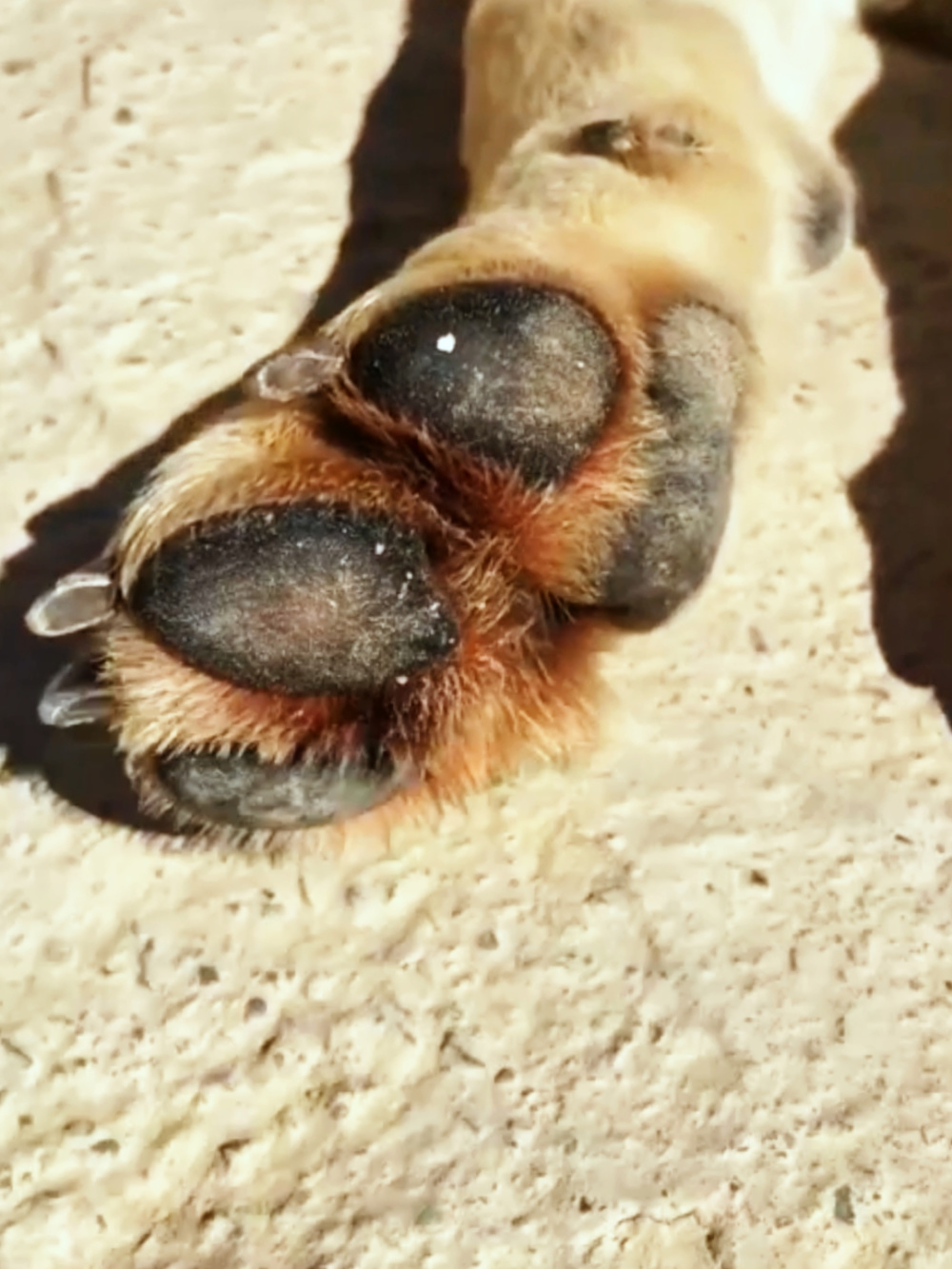 新疆牧民用无人机记录狼群积雪中挖隧道,脚掌为何不会被冻伤?