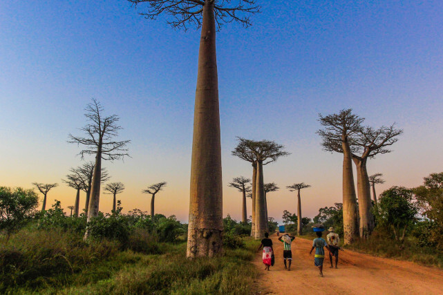 中根本无法生存,因此主要生存在南非,马达加斯加等热带或亚热带非洲国