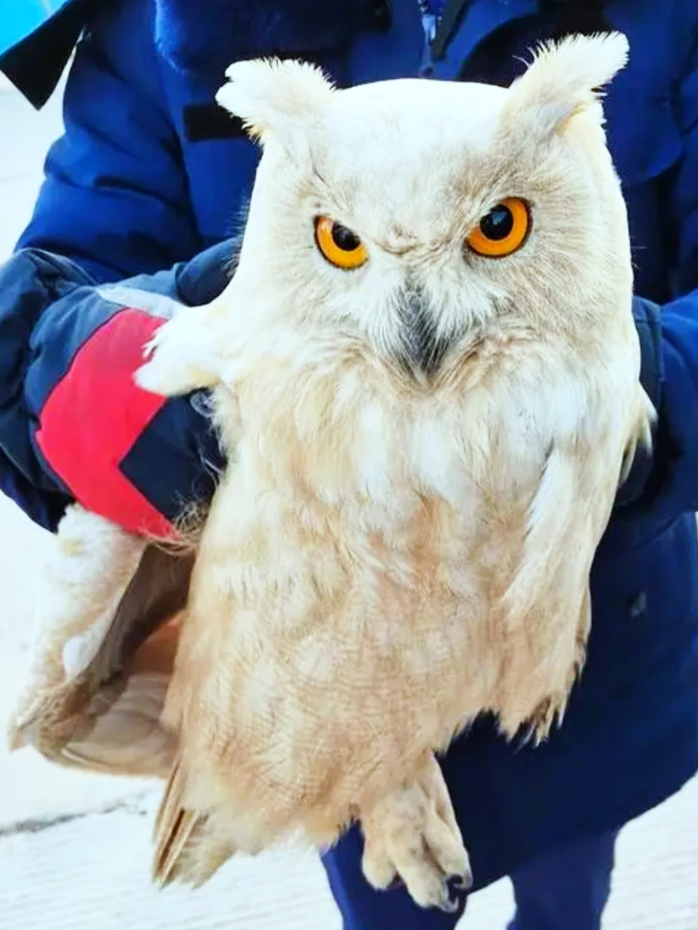 甘肃庆阳首次发现白色雕鸮,是白化动物吗?