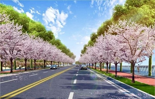 常青树木配樱花,市民为长江新区道路画了幅效果图_腾讯新闻